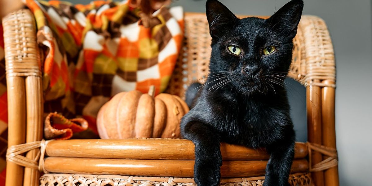 Cat Tumbler, Halloween Black Cat Gifts for Women Cat Lovers