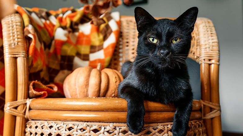 https://www.out.com/media-library/black-cat-day-halloween-season.jpg?id=50319625&width=784&quality=85