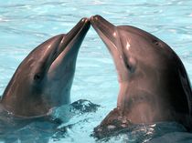 homosexuality in dolphins