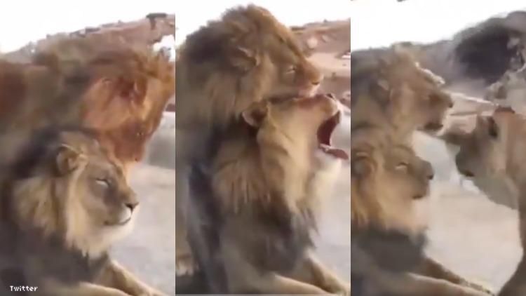 Video Seems To Show Two Gay Lions Having Sex Goes Viral