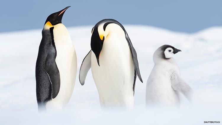 This Same Sex Penguin Couple Have Hatched A Second Chick To Raise